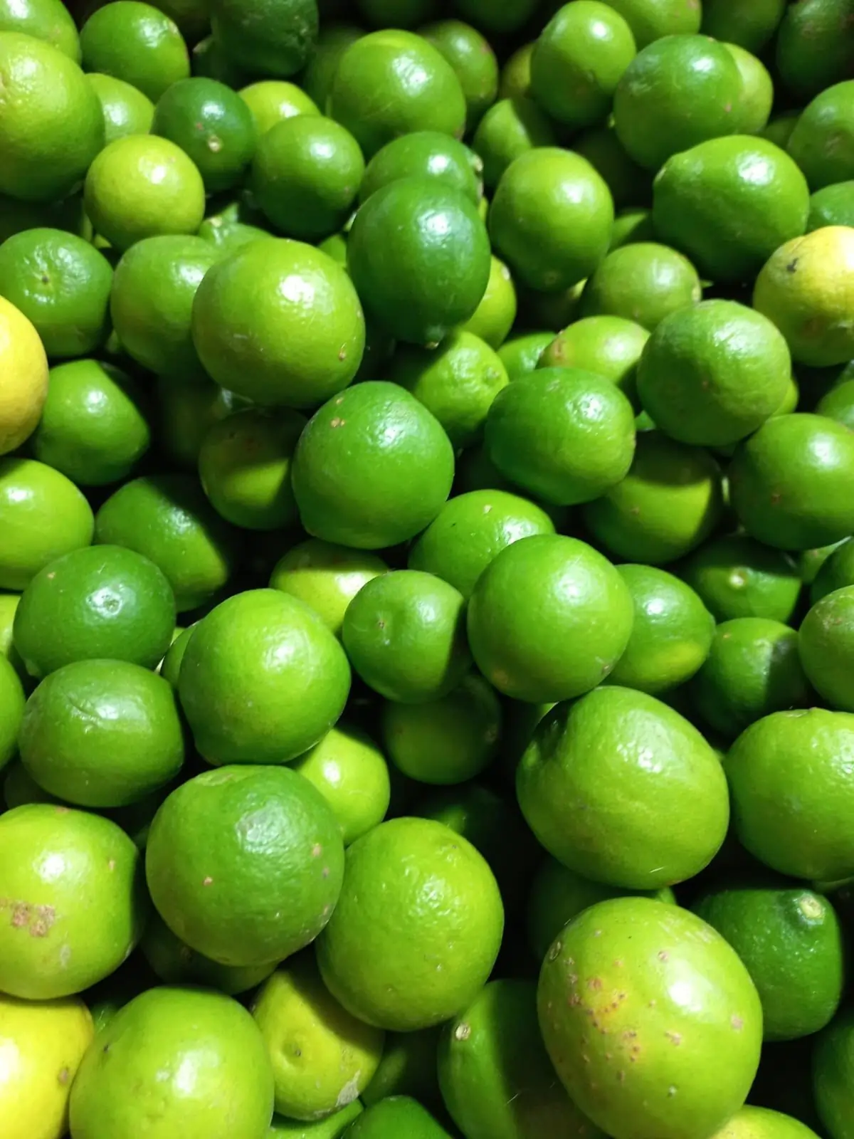 Limón persa orgánico fresco